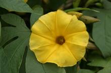 Bl&uuml;te