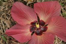 Bl&uuml;te
