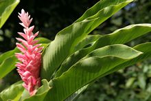 Bl&uuml;te