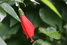 Bl&uuml;te
