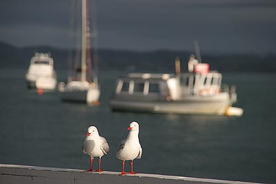 M&ouml;wen am Pier