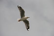 M&ouml;we