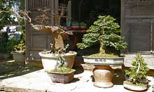 Bonsai G&auml;rtnerei