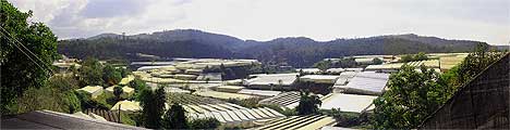 Gew&auml;chsh&auml;user um Da Lat