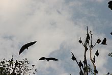 Flederm&auml;use