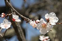 Kirschbl&uuml;te