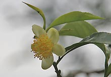 Teebl&uuml;te