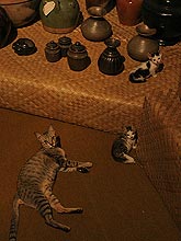 Katzen oder T&ouml;pfe im Museum?