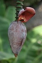 Bananenbl&uuml;te
